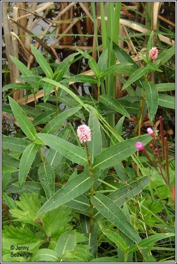 Amphibious Bistort, Persicaria amphibia