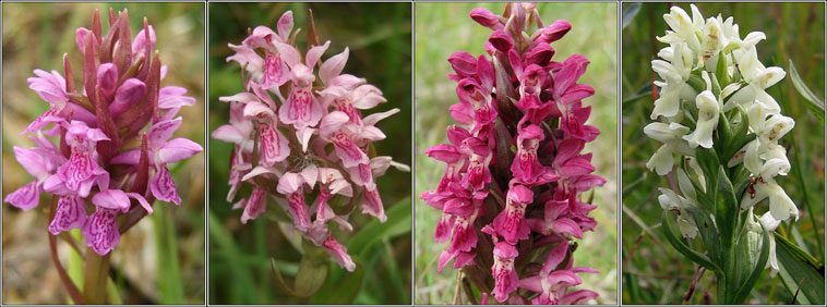 Early Marsh Orchid, Dactylorhiza incarnata