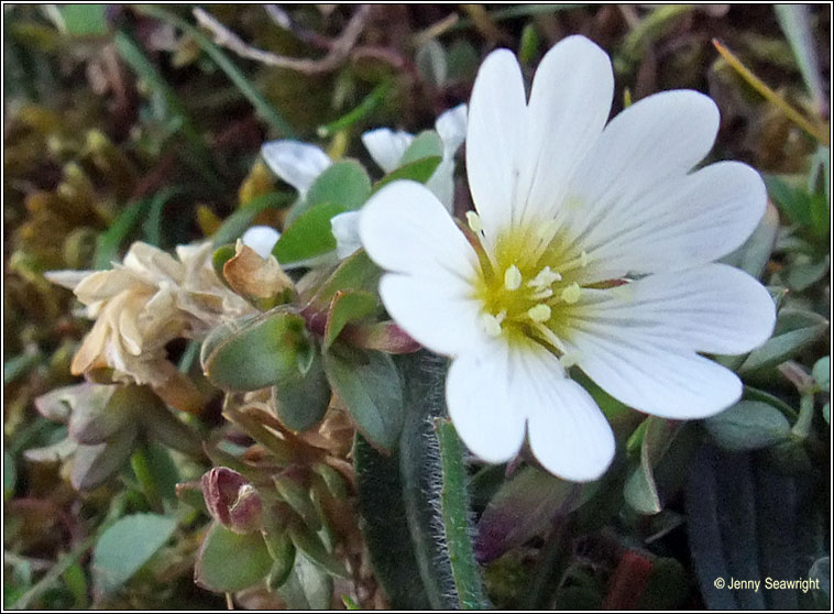 Field Mouse-ear, Cerastium arvense