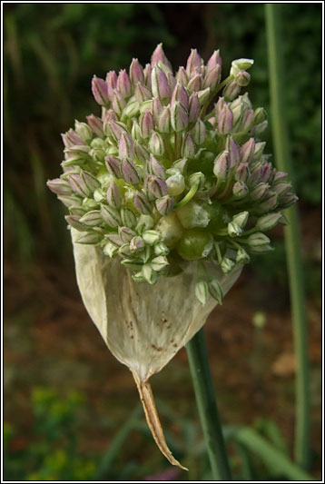 Irish Wildflowers Babingtons Leek Allium Ampeloprasum Var Babingtonii Irish Wildflowers Babingtons Leek Allium Ampeloprasum Var Babingtonii