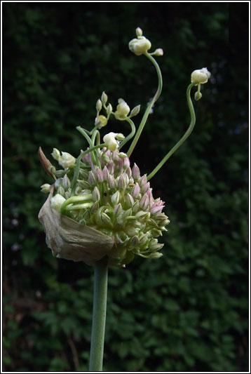 Irish Wildflowers Babingtons Leek Allium Ampeloprasum Var Babingtonii Irish Wildflowers Babingtons Leek Allium Ampeloprasum Var Babingtonii