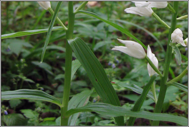 Narrow-leaved Helleborine, Cephalanthera longifolia