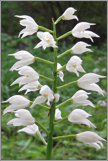 Narrow-leaved Helleborine, Cephalanthera longifolia