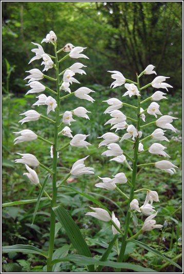 Narrow-leaved Helleborine, Cephalanthera longifolia