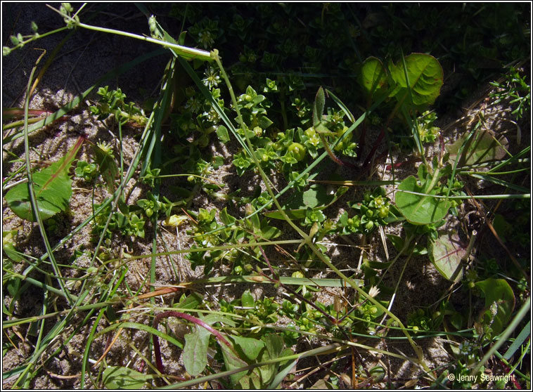 Lesser Chickweed, Stellaria pallida