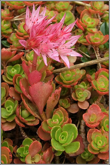 Caucasian Stonecrop, Sedum spurium