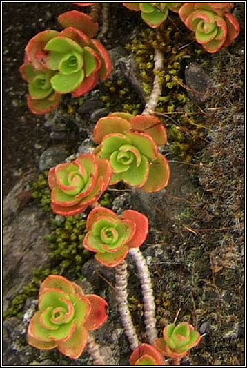 Caucasian Stonecrop, Sedum spurium