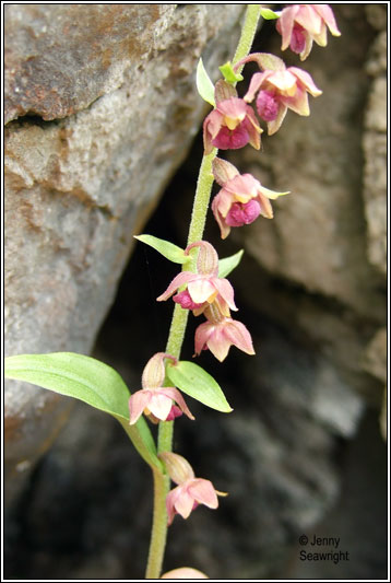 Dark-red Helleborine, Epipactis atrorubens