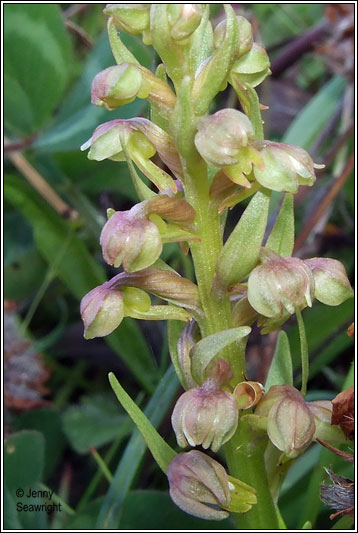 Frog Orchid, Coeloglossum viride, Dactylorhiza viridis