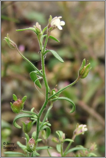 Small Toadfax, Chaenorhinum minus