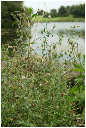 Small Toadfax, Chaenorhinum minus