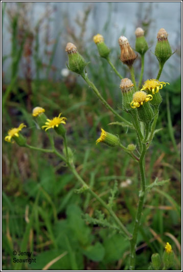 Sticky Groundsel, Senecio viscosus