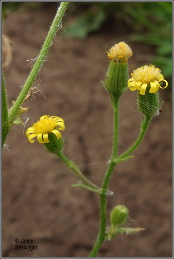 Sticky Groundsel, Senecio viscosus