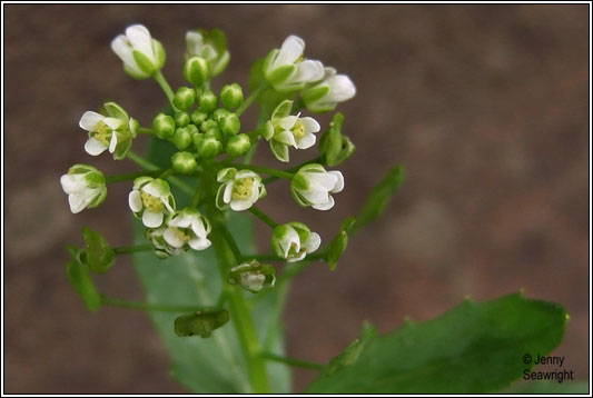Field Penny-cress, Thlaspi arvense