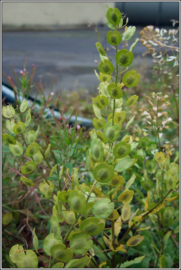 Field Penny-cress, Thlaspi arvense