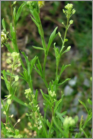Narrow-leaved Pepperwort, Lepidium ruderale