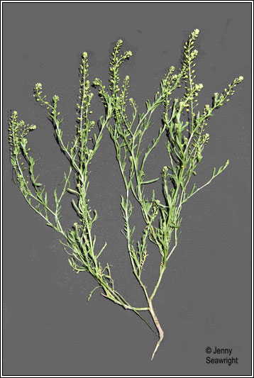 For You Flowers >> Irish Wildflowers - Narrow-leaved Pepperwort, Lepidium ... For You Flowers >> Irish Wildflowers - Narrow-leaved Pepperwort, Lepidium ...