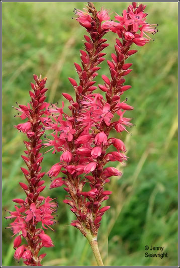 Red Bistort, Persicaria amplexicaulis