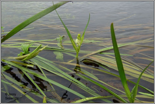 Unbranched Bur-reed, Sparganium emersum