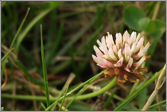 Strawberry Clover, Trifolium fragiferum