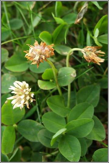 Strawberry Clover, Trifolium fragiferum