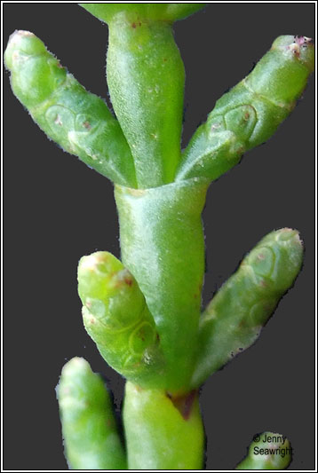 Common Glasswort, Salicornia europaea
