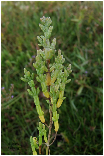 One-flowered Glasswort, Salicornia pusilla
