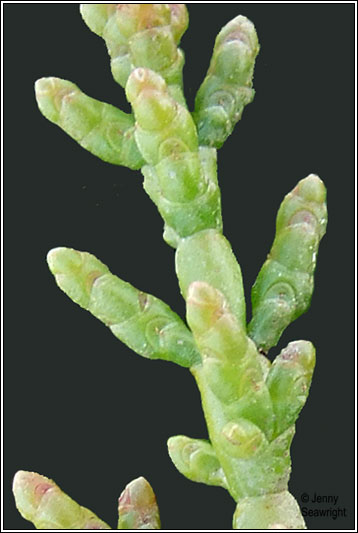 One-flowered Glasswort, Salicornia pusilla
