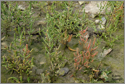 Purple Glasswort, Salicornia ramosissima