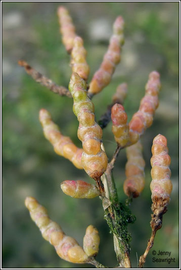 Purple Glasswort, Salicornia ramosissima