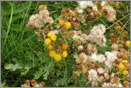 Senecio jacobaea subsp dunensis