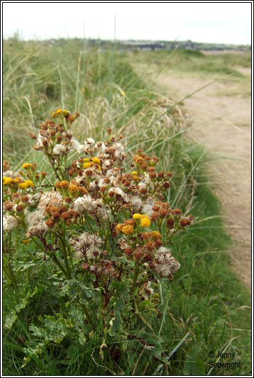 Senecio jacobaea subsp dunensis