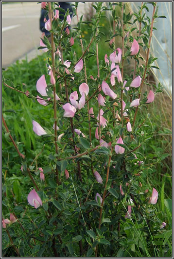 Spiny Restharrow, Ononis spinosa