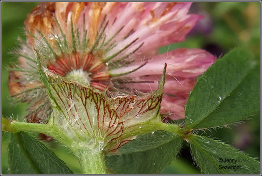 Trifolium pratense var sativum