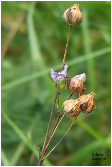 Pale Flax, Linum bienne
