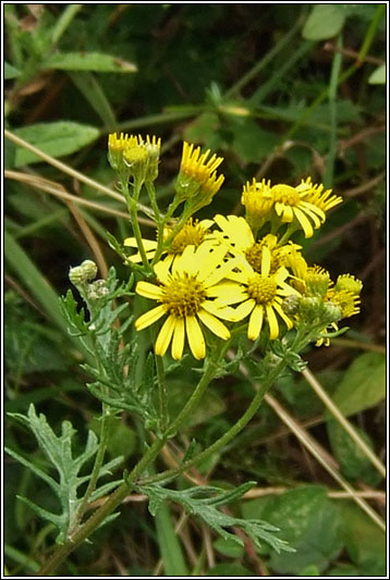 Hoary Ragwort, Senecio erucifolius