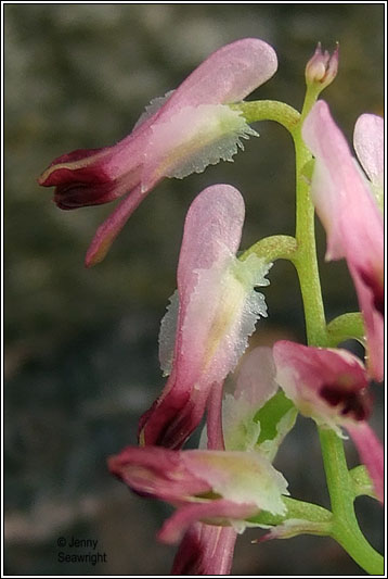 Purple Ramping-fumitory, Fumaria purpurea