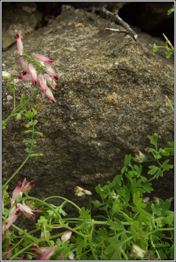 Purple Ramping-fumitory, Fumaria purpurea