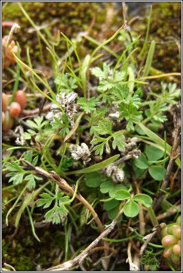 Knotted Hedge-parsley, Torilis nodosa