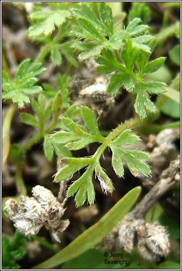 Knotted Hedge-parsley, Torilis nodosa