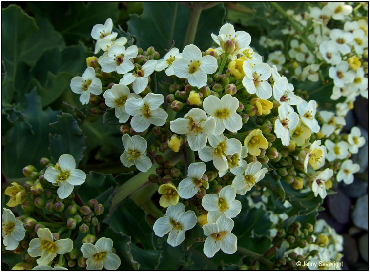 Sea-kale, Crambe maritima