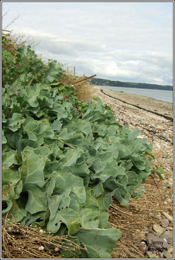 Sea-kale, Crambe maritima
