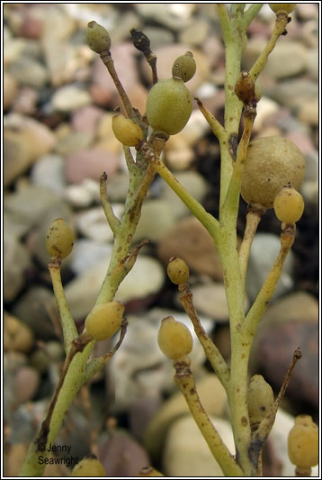 Sea-kale, Crambe maritima