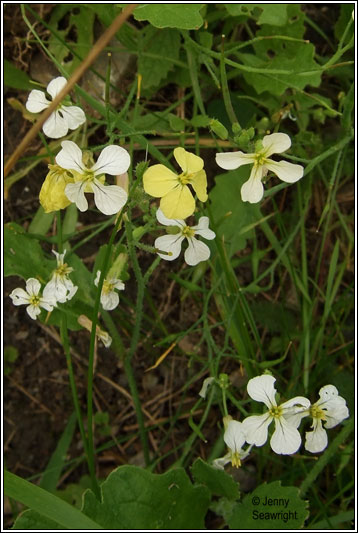 Wild Radish, Raphanus raphanistrum subsp raphanistrum