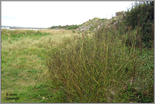 Tall Melilot, Melilotus altissima