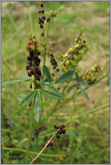 Tall Melilot, Melilotus altissima