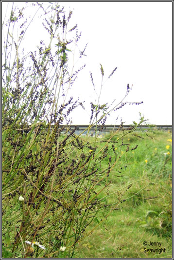 Tall Melilot, Melilotus altissima
