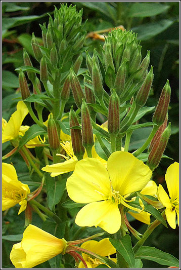 Intermediate Evening-primrose, Oenothera x fallax
