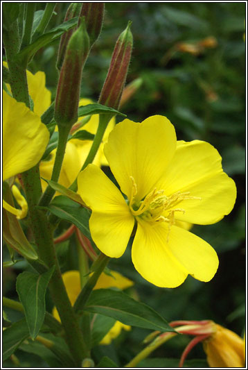 Intermediate Evening-primrose, Oenothera x fallax