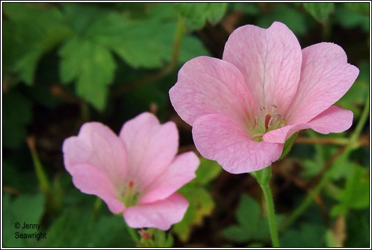 French Crane's-bill, Geranium endressii